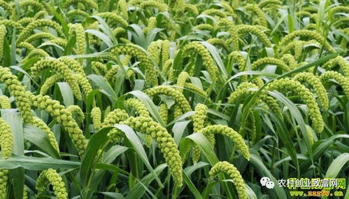 2018年蔬菜種植前景分析 哪些品種值得關(guān)注？